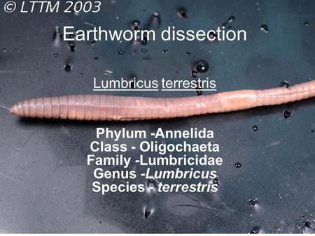 Earthworm dissection Lumbricus terrestris