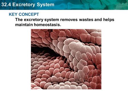 The excretory system eliminates nonsolid wastes from the body.