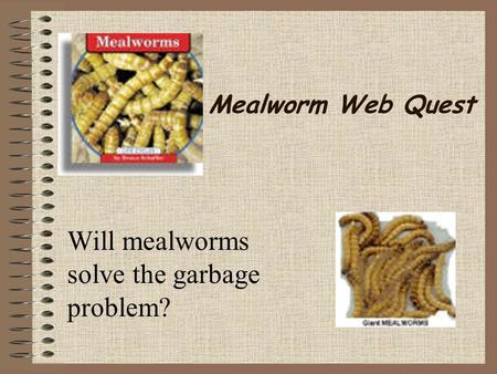 Will mealworms solve the garbage problem?