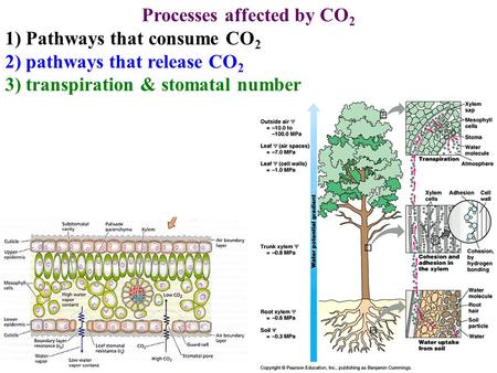 Processes affected by CO 2 1) Pathways that consume CO 2 2) pathways that release CO 2 3) transpiration & stomatal number.