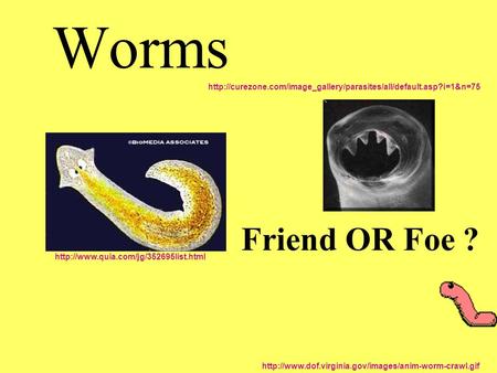 Worms Friend OR Foe ?
