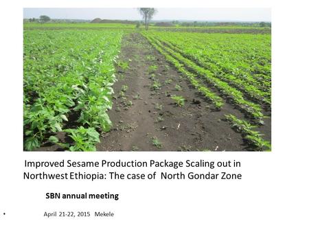 April 21-22, 2015 Mekele SBN annual meeting Improved Sesame Production Package Scaling out in Northwest Ethiopia: The case of North Gondar Zone.