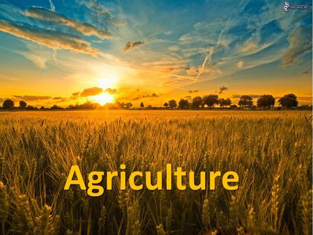 Agriculture Agriculture. What is it? Agriculture: (AKA Farming or Husbandry) -Cultivating another species for our benefit. (note: collecting wild species.