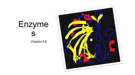 Enzyme s Chapter 2.5. Enzymes are catalysts for chemical reactions in living things.