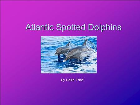 Atlantic Spotted Dolphins By Hallie Fried You’re in the tropical waters and you see a couple of splashes and polk-a-dots seem to soar through the air.