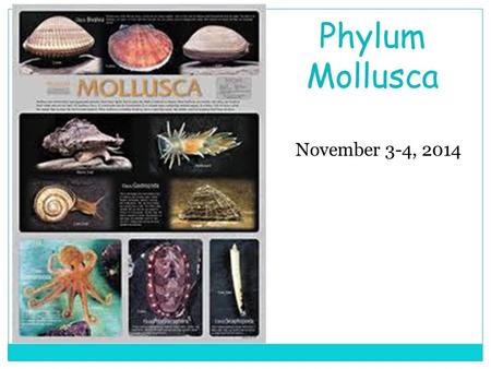 Phylum Mollusca November 3-4, 2014.