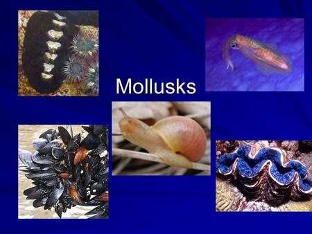Mollusks. Zebra Mussels Invaded Great Lakes- came from Great Britain Reproduce quickly-one female releases 40,000 Cause problems-clog intake pipes- Competition.