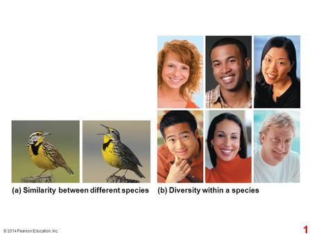 © 2014 Pearson Education, Inc. (a) Similarity between different species(b) Diversity within a species 1.