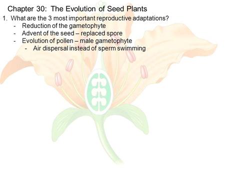 Chapter 30: The Evolution of Seed Plants 1.What are the 3 most important reproductive adaptations? -Reduction of the gametophyte -Advent of the seed –