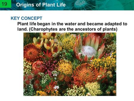 19 KEY CONCEPT Plant life began in the water and became adapted to land. (Charophytes are the ancestors of plants)