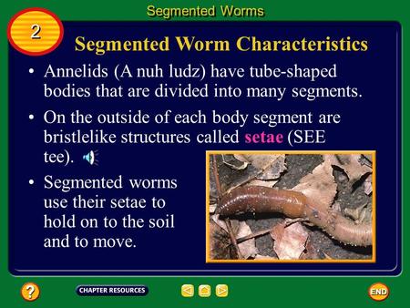 Segmented Worm Characteristics Annelids (A nuh ludz) have tube-shaped bodies that are divided into many segments. On the outside of each body segment.