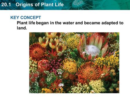 20.1 Origins of Plant Life KEY CONCEPT Plant life began in the water and became adapted to land.