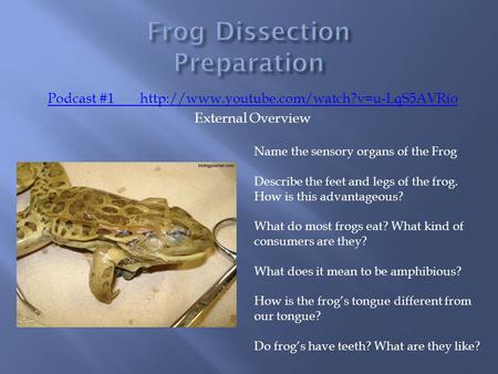Podcast #1http://www.youtube.com/watch?v=u-LqS5AVRio External Overview Name the sensory organs of the Frog Describe the feet and legs of the frog. How.