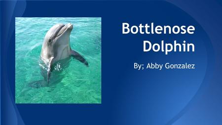 Bottlenose Dolphin By; Abby Gonzalez. ●Bottlenose dolphins are well known as the intelligent and charismatic stars of many aquarium shows. ●Their curved.