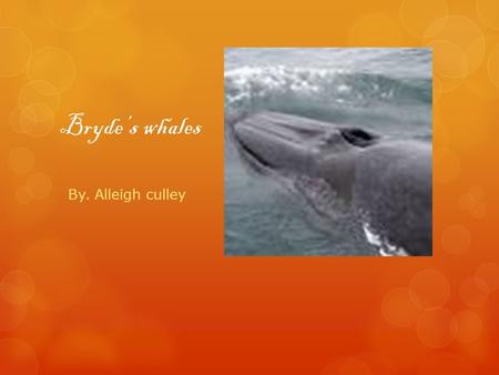 Bryde’s whales By. Alleigh culley. Length and Weight  The length of a male is13.7 meters and a female is 14.5 meters. The weight of Bryde’s Whales is.