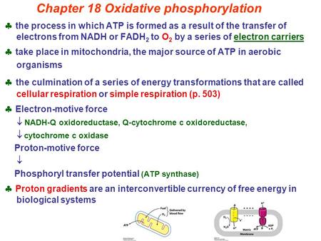 Chapter 18 Oxidative phosphorylation  the process in which ATP is formed as a result of the transfer of electrons from NADH or FADH 2 to O 2 by a series.