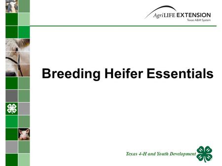 Breeding Heifer Essentials Texas 4-H and Youth Development.