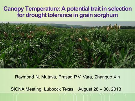 Canopy Temperature: A potential trait in selection for drought tolerance in grain sorghum Raymond N. Mutava, Prasad P.V. Vara, Zhanguo Xin SICNA Meeting,