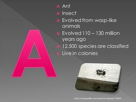  Ant  Insect  Evolved from wasp-like animals  Evolved 110 – 130 million years ago  12.500 species are classified  Live in colonies