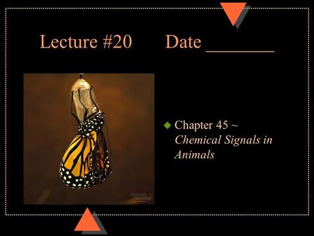 Lecture #20Date _______ u Chapter 45 ~ Chemical Signals in Animals.