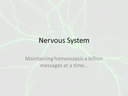 Nervous System Maintaining homeostasis a billion messages at a time…