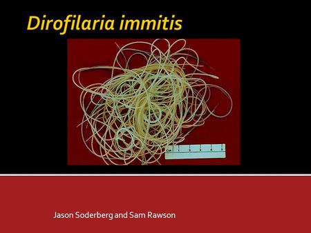 Jason Soderberg and Sam Rawson.  Phylum: Nematoda  Class: Secernentea  Sub-class: Spiruria  Order: Spirurida  Family: Dirofilaria immitis.