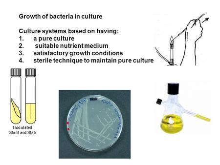 Growth of bacteria in culture