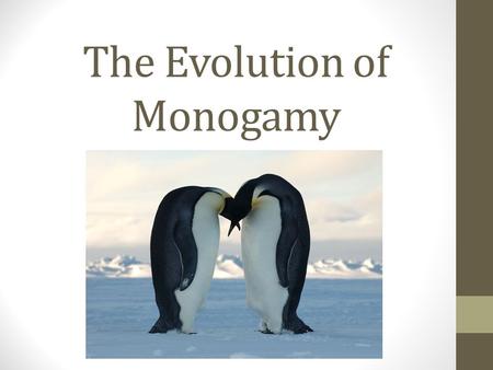 The Evolution of Monogamy. Monogamy- general facts Only 5% of mammals are monogamous Mammals tend to form social groups Obligate monogamy- biparental.