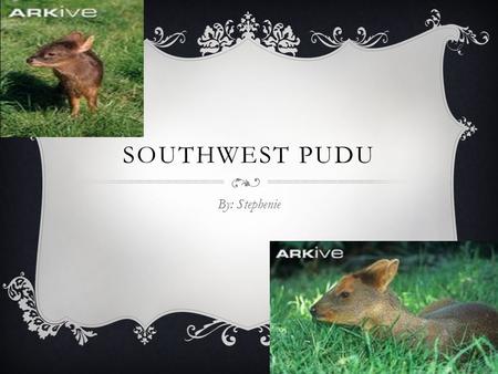 SOUTHWEST PUDU By: Stephenie.  The place where the Southern Pudu lives is in South America. HABITAT AND COLOR  The color of the Pudu is brown, black,