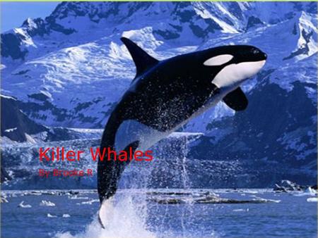 Killer Whales By Brooke R.. Physical Characteristics TThey are black and white TThey have a dorsal fin on back and flipper on each side TThey can.