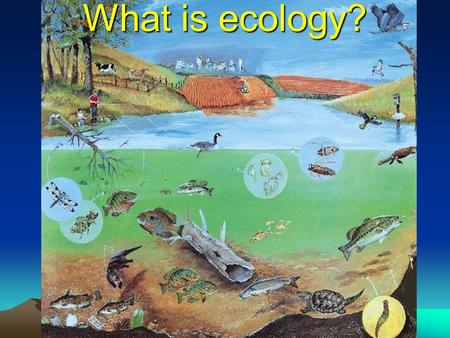 What is ecology? Ecology- watch the video Ecology Ecology = scientific study of the interactions among organisms and between organisms and their environment.