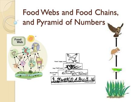 Food Webs and Food Chains, and Pyramid of Numbers.