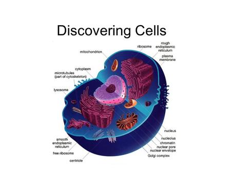 Discovering Cells. Cell Pronunciation: (How to say it) [Sel] Definition: Basic organizational unit of structure (how it’s built) and function (how it.