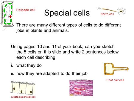 Special cells There are many different types of cells to do different jobs in plants and animals. Using pages 10 and 11 of your book, can you sketch the.
