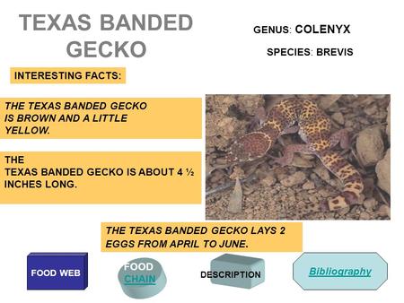 TEXAS BANDED GECKO GENUS: COLENYX SPECIES: BREVIS INTERESTING FACTS: FOOD CHAIN FOOD WEB DESCRIPTION THE TEXAS BANDED GECKO IS BROWN AND A LITTLE YELLOW.