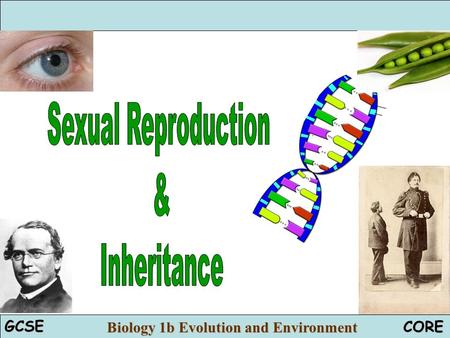 Sexual Reproduction & Inheritance.