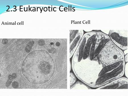 2.3 Eukaryotic Cells Plant Cell Animal cell.