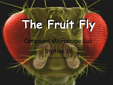 The Fruit Fly Compound Microscope Lab Station 19 Run Slide Show.