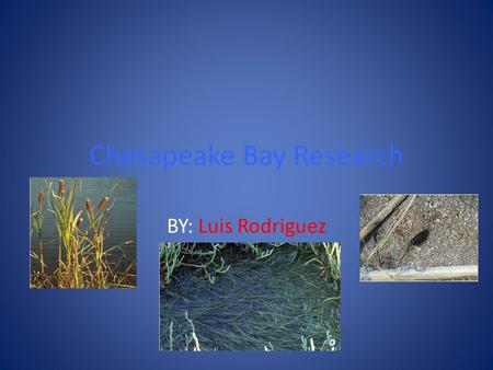 Chesapeake Bay Research BY: Luis Rodriguez. Why is it important to have a variety of animals in the bay? The sea roaches help the bay by making it clean.