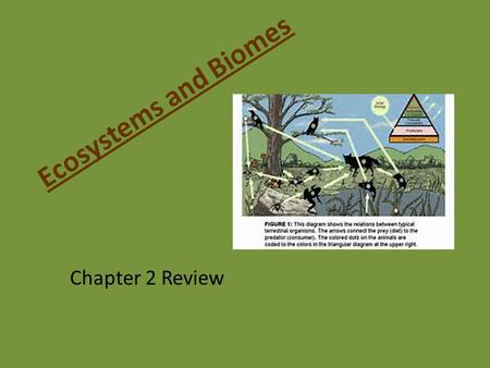 Ecosystems and Biomes Chapter 2 Review. Eats other organisms. Consumers.