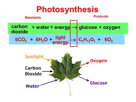 Photosynthesis + water + energy  glucose + oxygen carbon dioxide 6CO 2 6H 2 O C 6 H 12 O 6 6O 2 light energy  +++ Reactants Products.