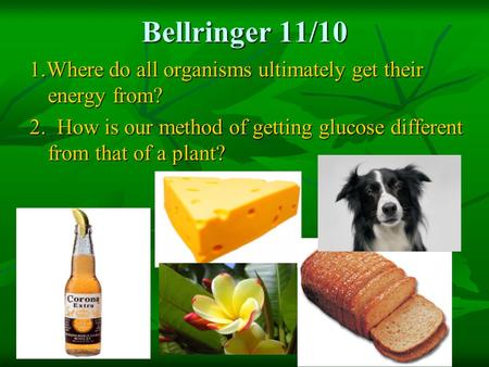 Bellringer 11/10 1.Where do all organisms ultimately get their energy from? 2. How is our method of getting glucose different from that of a plant?