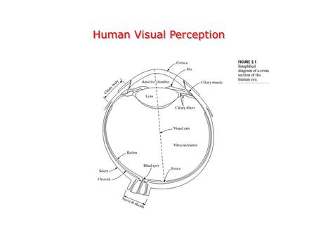Human Visual Perception The Human Eye Diameter: 20 mm 3 membranes enclose the eye –Cornea & sclera –Choroid –Retina.