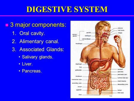 DIGESTIVE SYSTEM 3 major components: 3 major components: 1.Oral cavity. 2.Alimentary canal. 3.Associated Glands: Salivary glands.Salivary glands. Liver.Liver.