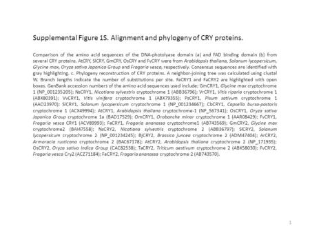 Supplemental Figure 1S. Alignment and phylogeny of CRY proteins. Comparison of the amino acid sequences of the DNA-photolyase domain (a) and FAD binding.