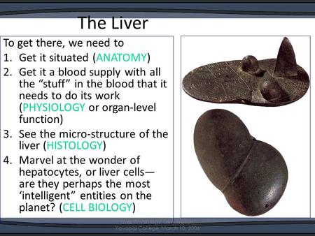 The Liver To get there, we need to 1.Get it situated (ANATOMY) 2.Get it a blood supply with all the “stuff” in the blood that it needs to do its work (PHYSIOLOGY.