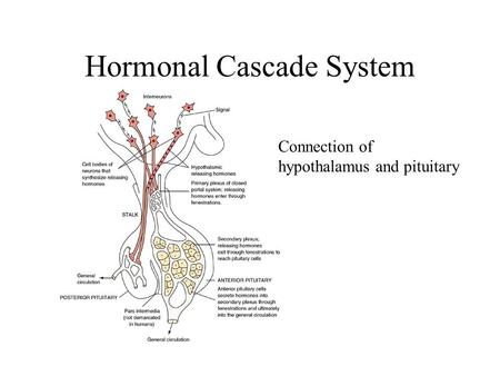 Hormonal Cascade System Connection of hypothalamus and pituitary.