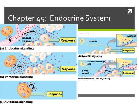  Chapter 45: Endocrine System. Learning Targets 1. I can idnetify and explain the role that hormones have in homeostatic pathways.  I can diagram how.