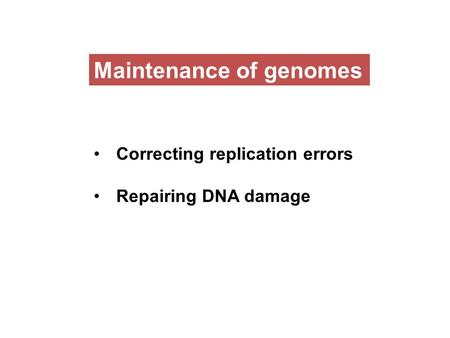 Maintenance of genomes Correcting replication errors Repairing DNA damage.