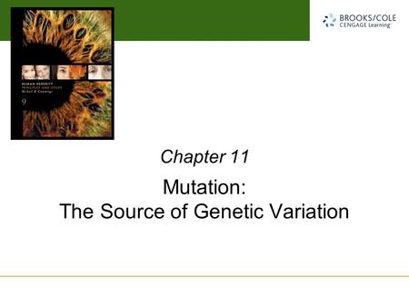Michael Cummings David Reisman University of South Carolina Mutation: The Source of Genetic Variation Chapter 11.